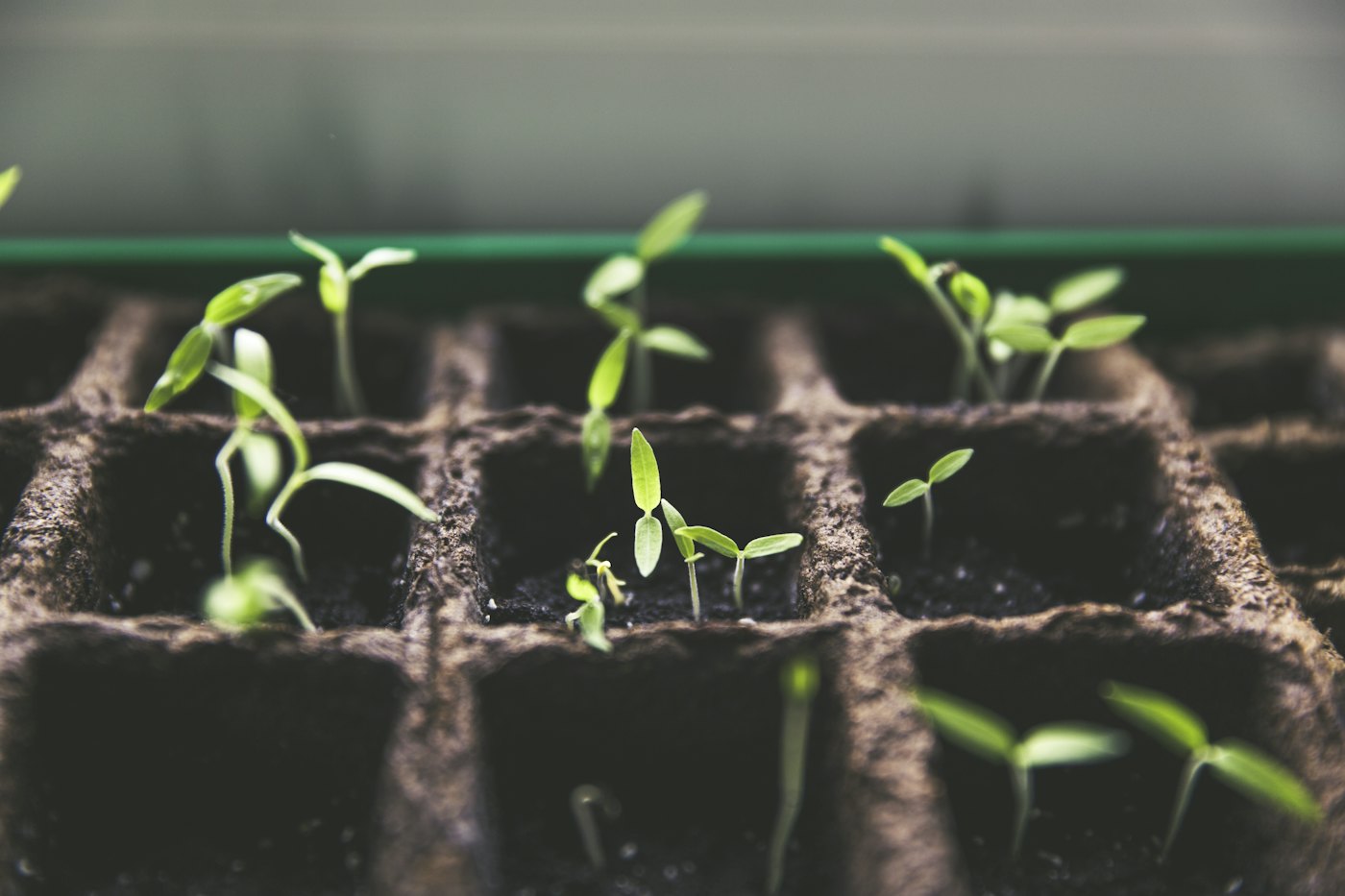 Seedlings sprouting in a propagation tray